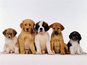 全面解析寵物寄養(yǎng) 服務(wù)、提供者與價(jià)格因素