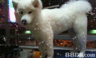 全面關愛您的愛寵 jet pet 愛犬事務所專業(yè)服務指南