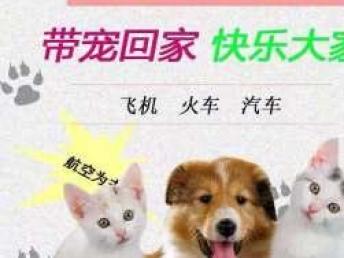 本地專業(yè)寵物托運(yùn)服務(wù) 全天候覆蓋汽車、火車、空運(yùn)直達(dá)全國(guó)