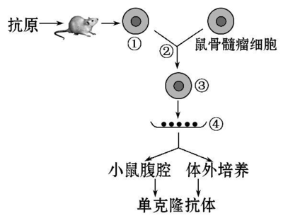 2014屆高三生物二輪復(fù)習(xí)專項檢測:基因工程、細(xì)胞工程 Word版含解析答案